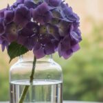 一次元の挿し木記事のアイキャッチ