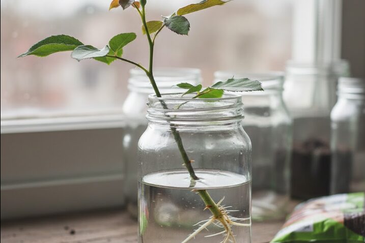 クスノキの祈念は怖い?超自然的な現象への違和感